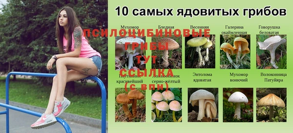 прущие грибы Алексеевка