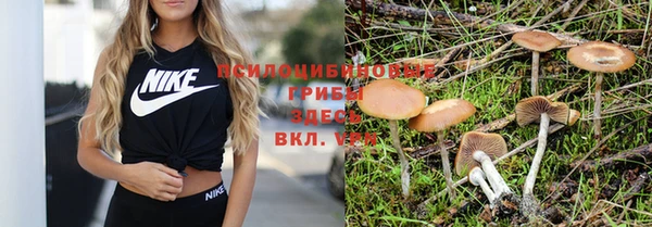 прущие грибы Алексеевка